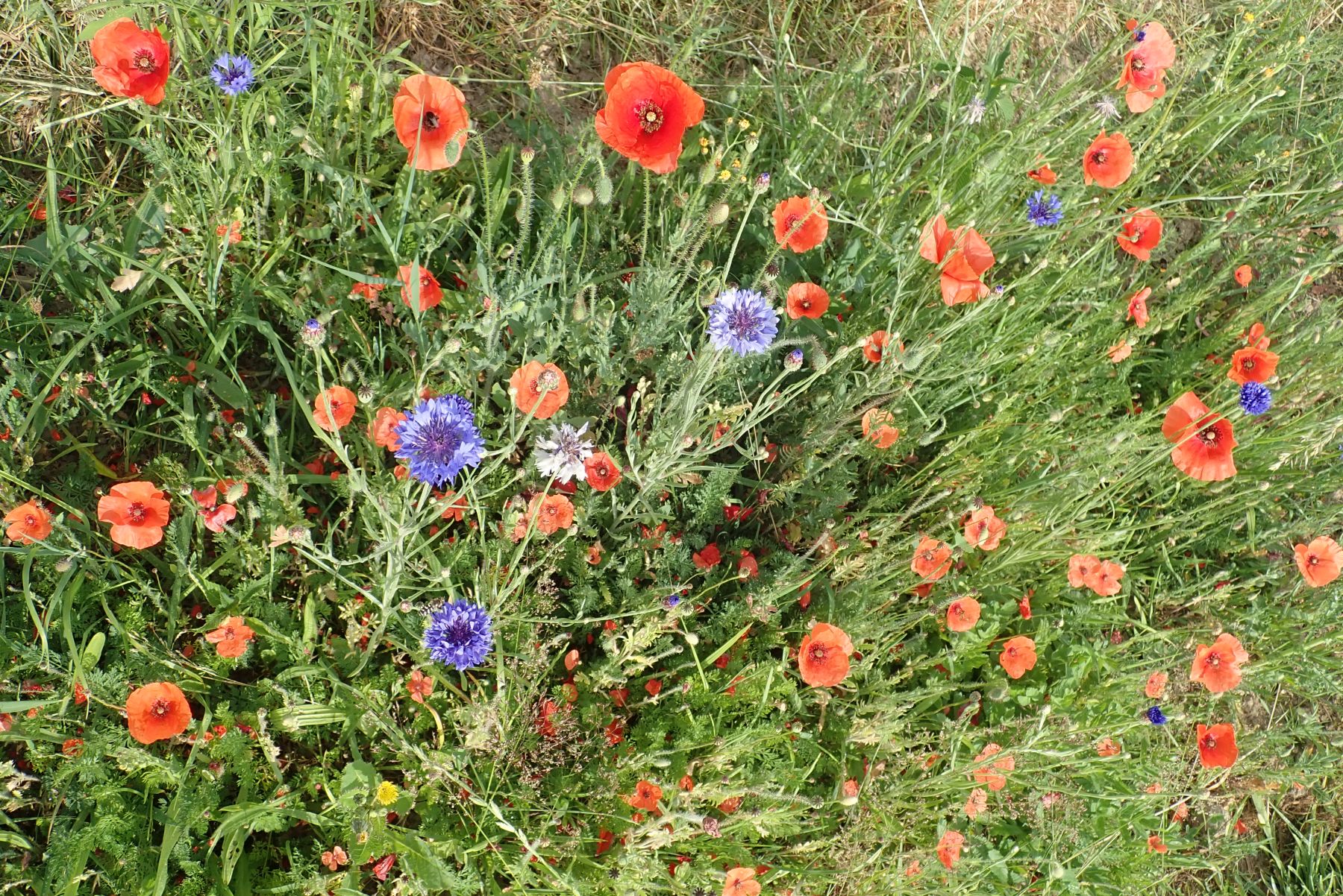 Bloemenakker