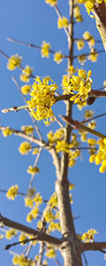 001_Cornus_mas.jpg