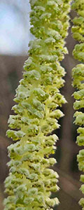 002_Corylus_avelana.jpg