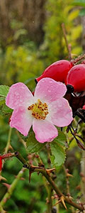 006_Rosa_rubiginosa.jpg