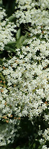 007_Sambucus nigra.jpg