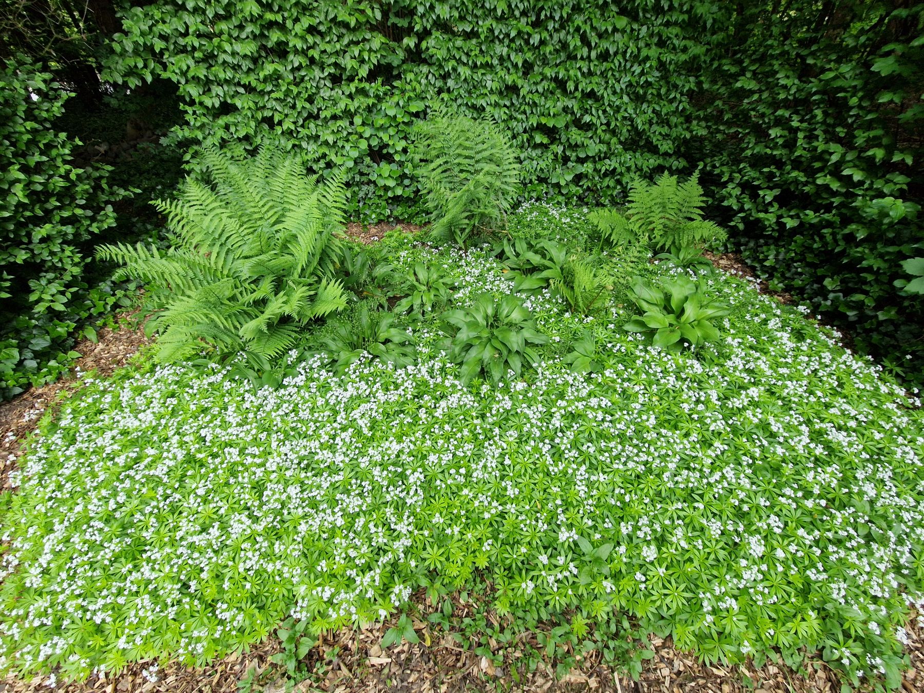 Parterre de vivaces (humide, ombragé)