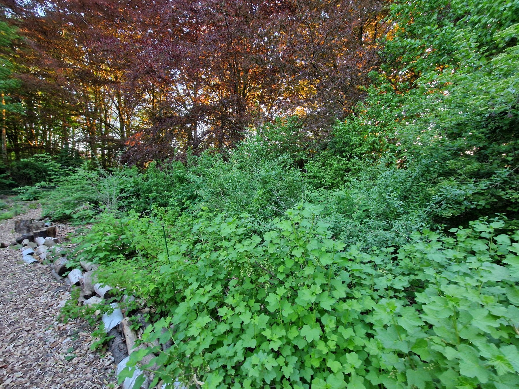 Lisière de forêt